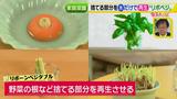 画像5: あなたも簡単にできる!家庭菜園 入門編
