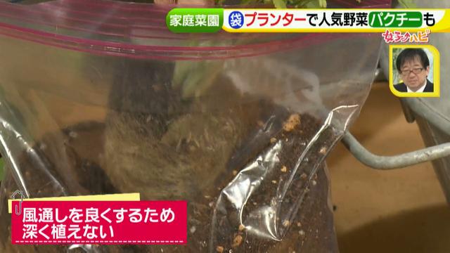 画像10: あなたも簡単にできる!家庭菜園 入門編