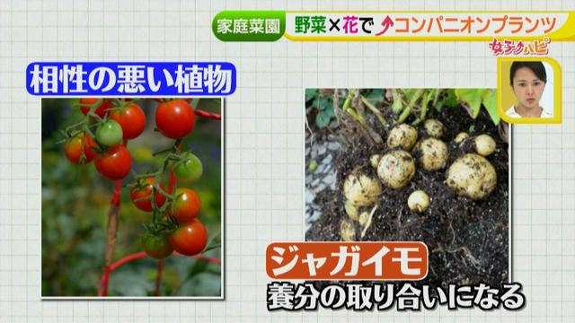 画像14: あなたも簡単にできる!家庭菜園 入門編