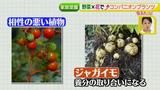画像14: あなたも簡単にできる!家庭菜園 入門編