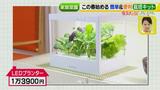 画像4: あなたも簡単にできる!家庭菜園 入門編