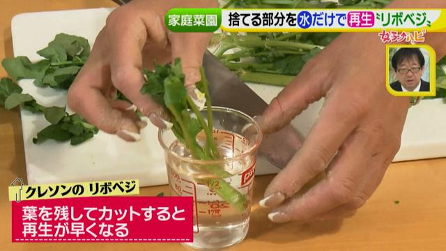 画像7: あなたも簡単にできる!家庭菜園 入門編