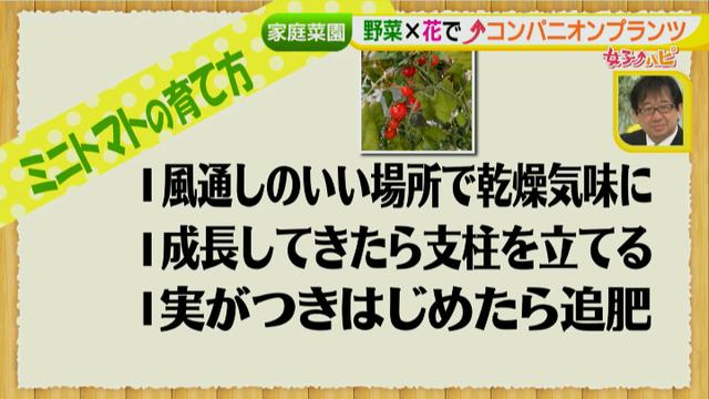 画像15: あなたも簡単にできる!家庭菜園 入門編