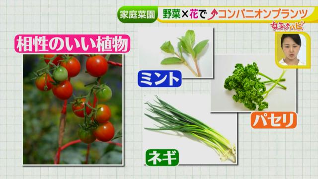画像13: あなたも簡単にできる!家庭菜園 入門編