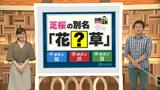 画像: 芝桜の別名は??