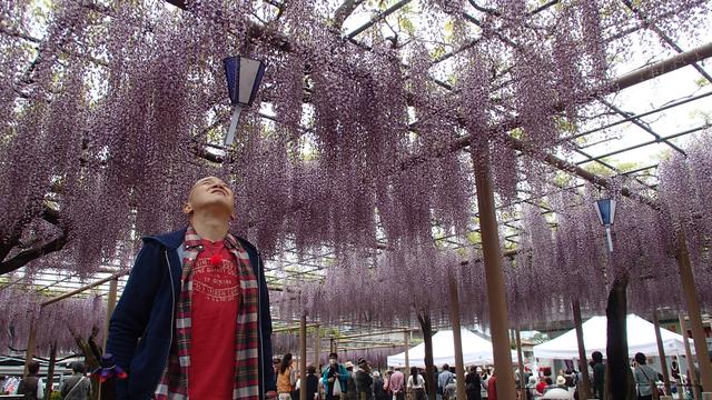 画像3: 薫風寄り添い ゆれる藤の花 愛知・江南市の旅