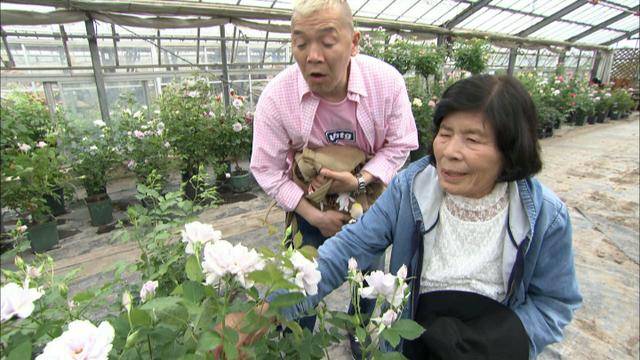 画像11: 薔薇の香りに包まれる町 岐阜・揖斐大野の旅