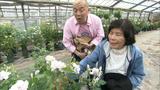 画像11: 薔薇の香りに包まれる町 岐阜・揖斐大野の旅
