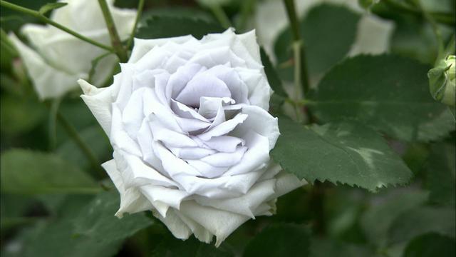 画像12: 薔薇の香りに包まれる町 岐阜・揖斐大野の旅