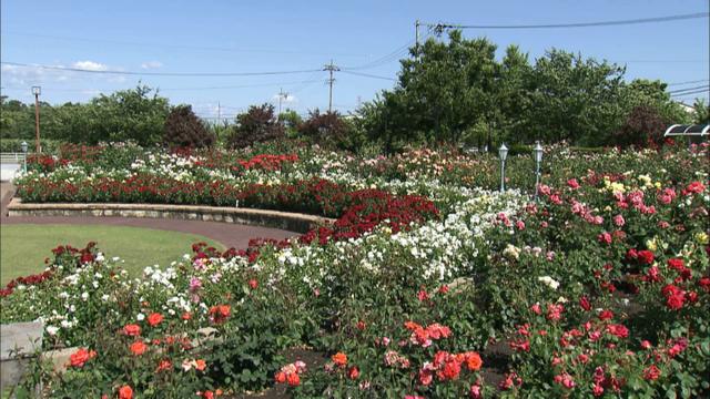 画像8: 薔薇の香りに包まれる町 岐阜・揖斐大野の旅