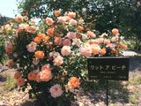 画像: 徳重杏奈、ひさしぶりの家族旅