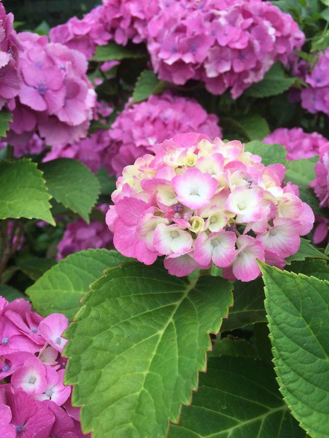 画像: 薄紫も綺麗ですが、こんなピンク紫も可愛い!