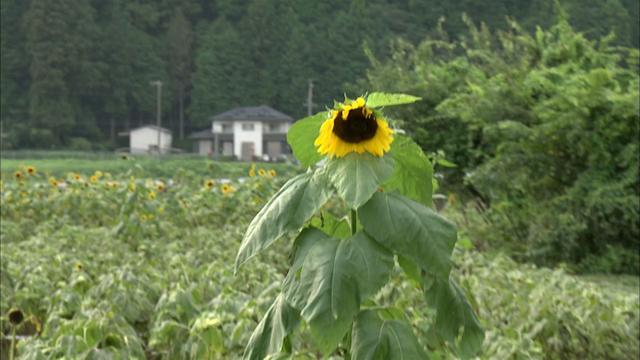 画像9: うだつの上がる和紙の里 岐阜・美濃市の旅