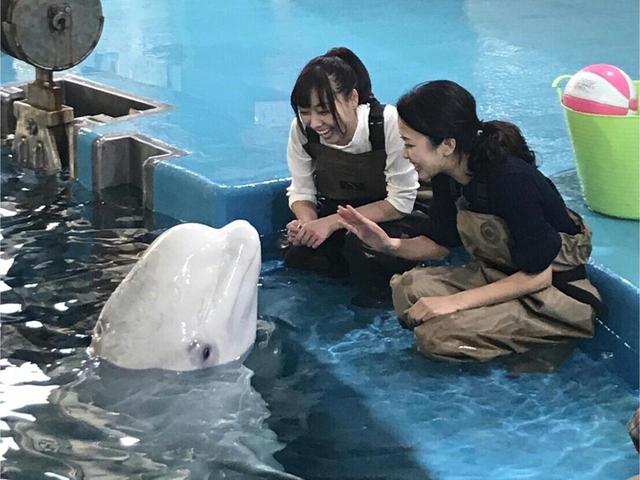 画像: 神対応のベルーガ♪