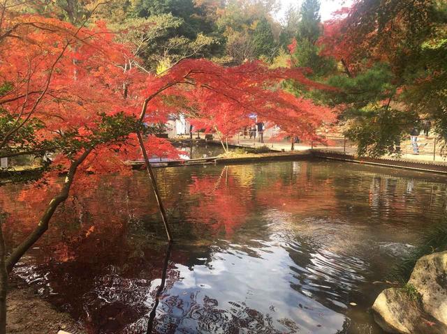 画像: 見事!曽木公園