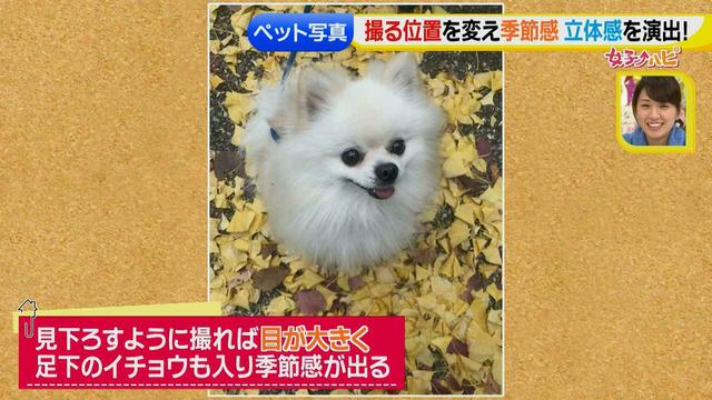 画像20: スマホ撮影術!よりかわいくより楽しそうに♪ 数秒で年賀状が完成!?