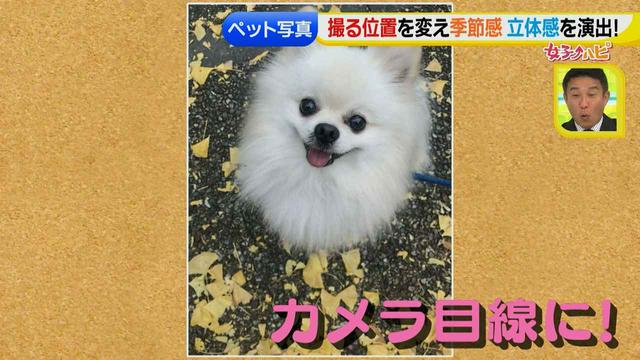 画像21: スマホ撮影術!よりかわいくより楽しそうに♪ 数秒で年賀状が完成!?