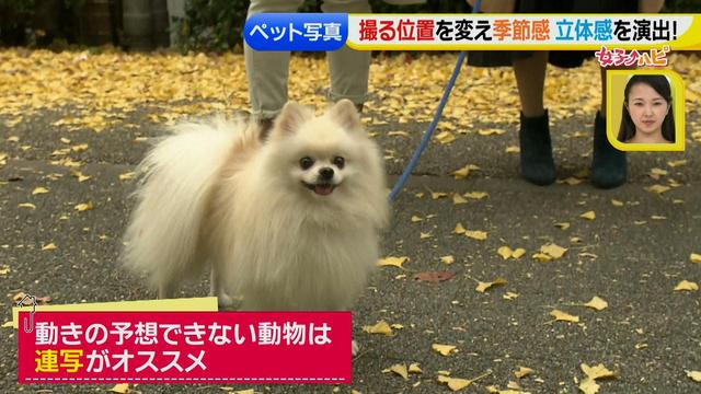 画像19: スマホ撮影術!よりかわいくより楽しそうに♪ 数秒で年賀状が完成!?