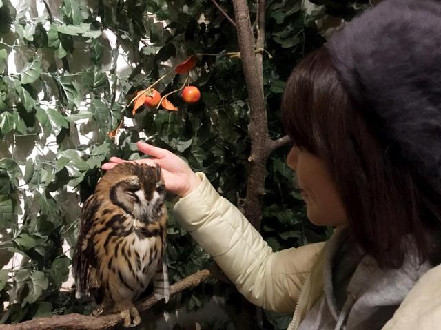 画像: 2018年一番リラックスしたこと。 フクロウの触感です。 衝撃の柔らかさでした。ふわっふわ!