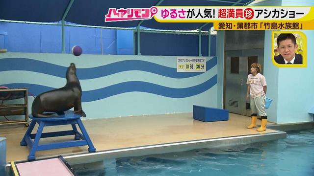 画像12: 小さくても大人気の水族館!ショーはアシカの気分次第♪
“らしさ”を楽しむナイトアクアリウムは来月開催!