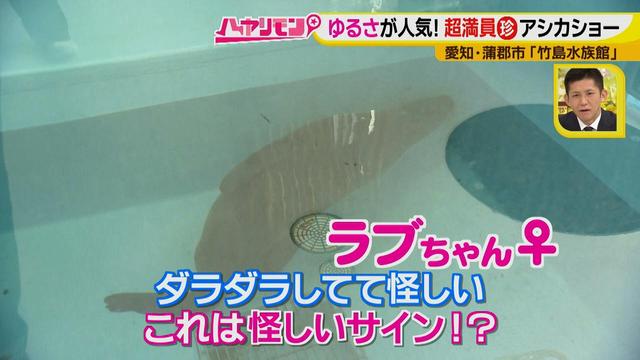 画像11: 小さくても大人気の水族館!ショーはアシカの気分次第♪
“らしさ”を楽しむナイトアクアリウムは来月開催!