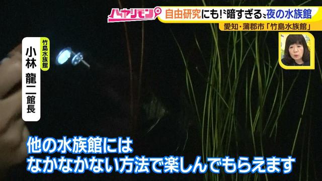 画像19: 小さくても大人気の水族館!ショーはアシカの気分次第♪
“らしさ”を楽しむナイトアクアリウムは来月開催!