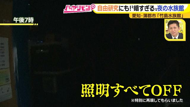 画像14: 小さくても大人気の水族館!ショーはアシカの気分次第♪
“らしさ”を楽しむナイトアクアリウムは来月開催!