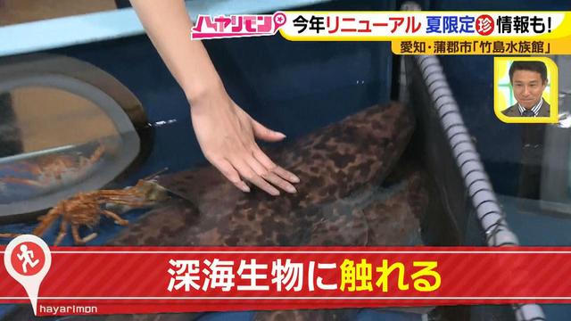 画像7: 小さくても大人気の水族館!ショーはアシカの気分次第♪
“らしさ”を楽しむナイトアクアリウムは来月開催!