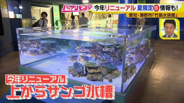 画像3: 小さくても大人気の水族館!ショーはアシカの気分次第♪
“らしさ”を楽しむナイトアクアリウムは来月開催!
