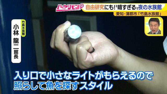 画像15: 小さくても大人気の水族館!ショーはアシカの気分次第♪
“らしさ”を楽しむナイトアクアリウムは来月開催!