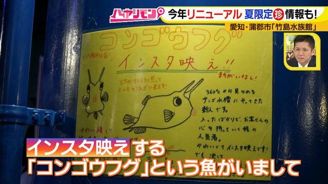 画像5: 小さくても大人気の水族館!ショーはアシカの気分次第♪
“らしさ”を楽しむナイトアクアリウムは来月開催!