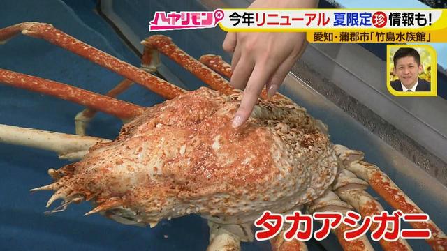 画像8: 小さくても大人気の水族館!ショーはアシカの気分次第♪
“らしさ”を楽しむナイトアクアリウムは来月開催!