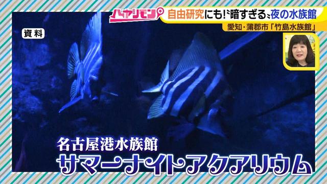 画像13: 小さくても大人気の水族館!ショーはアシカの気分次第♪
“らしさ”を楽しむナイトアクアリウムは来月開催!