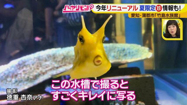 画像6: 小さくても大人気の水族館!ショーはアシカの気分次第♪
“らしさ”を楽しむナイトアクアリウムは来月開催!