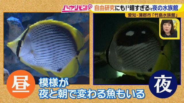 画像18: 小さくても大人気の水族館!ショーはアシカの気分次第♪
“らしさ”を楽しむナイトアクアリウムは来月開催!