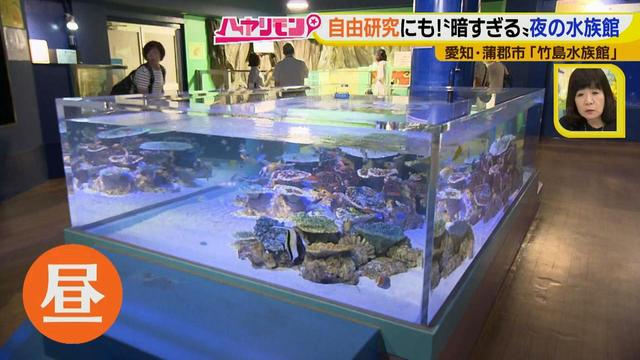 画像16: 小さくても大人気の水族館!ショーはアシカの気分次第♪
“らしさ”を楽しむナイトアクアリウムは来月開催!