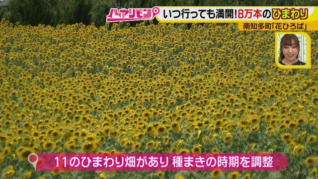 画像4: インスタ映えのお花畑がリニューアル♪
夏休みに行きたい!新しい南知多