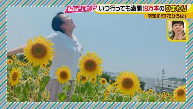 画像1: インスタ映えのお花畑がリニューアル♪
夏休みに行きたい!新しい南知多