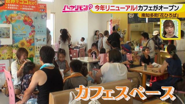 画像5: インスタ映えのお花畑がリニューアル♪
夏休みに行きたい!新しい南知多