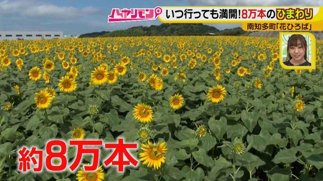 画像3: インスタ映えのお花畑がリニューアル♪
夏休みに行きたい!新しい南知多