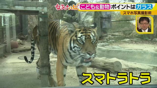 画像4: この秋使えるスマホ写真術!in東山動植物園
こども&動物の2ショットを楽しく撮るコツ♪