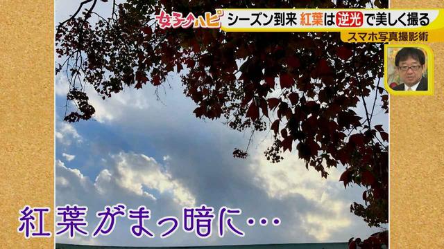 画像4: この秋使えるスマホ写真術!in東山動植物園
紅葉を撮る位置は?失敗した写真の救済策も♪