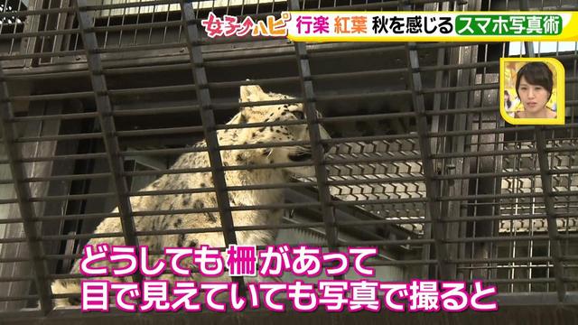 画像3: この秋使えるスマホ写真術!in東山動植物園
こども&動物の2ショットを楽しく撮るコツ♪