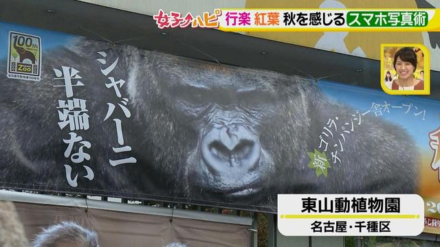 画像1: この秋使えるスマホ写真術!in東山動植物園
グルメ写真は背景を♪人物写真は足位置を意識して♪