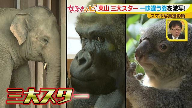 画像7: この秋使えるスマホ写真術!in東山動植物園
こども&動物の2ショットを楽しく撮るコツ♪
