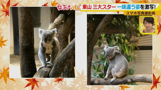 画像12: この秋使えるスマホ写真術!in東山動植物園
こども&動物の2ショットを楽しく撮るコツ♪