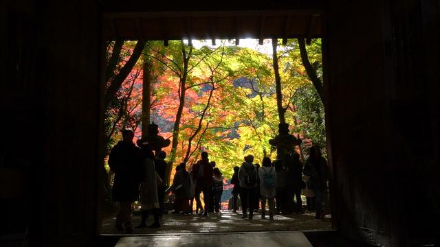 画像: 11/29『UP!』特集は “紅葉の人情交差点”!香嵐渓に集うワケ