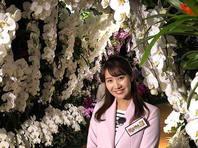 画像: 約200品種が咲き誇る大胡蝶蘭展