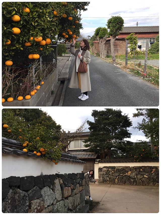 画像: 萩らしい夏みかんと白壁の風景です。石塀とコートが一体化しています。