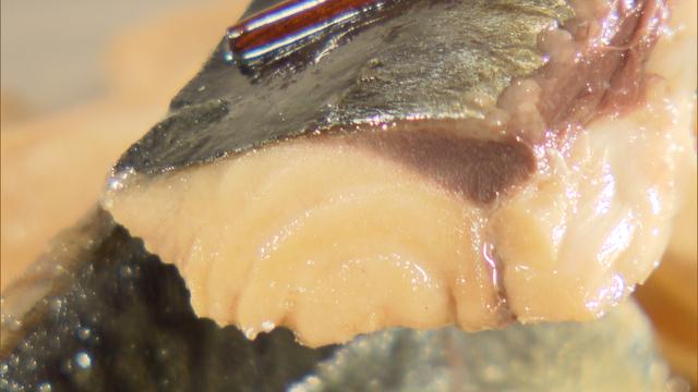 画像11: 簡単ひと手間でサバの生臭さがサッと消える⁉「超お手軽!ロバート馬場ちゃんの楽楽ごはん」